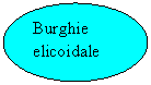 Oval: Burghie elicoidale